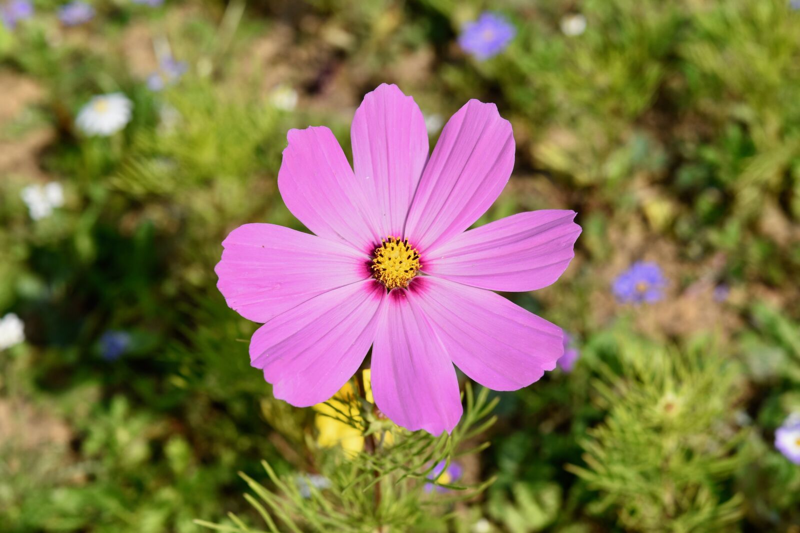 Nikon D5600 sample photo. Flower, flower cosmos, pink photography