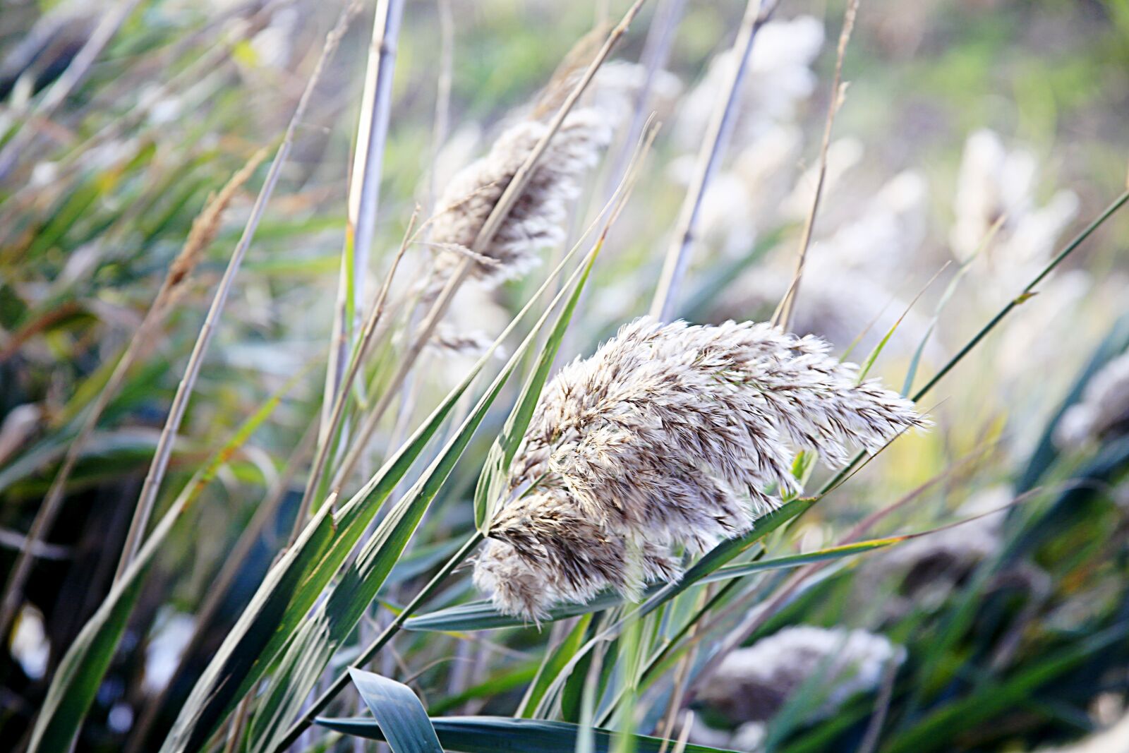Canon EOS 5D Mark III sample photo. Reeds, nature, nature reed photography