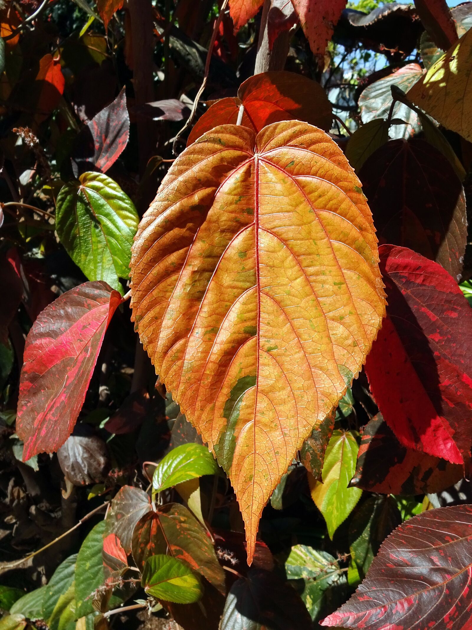 Sony Cyber-shot DSC-WX220 sample photo. Leaf, brown, colorful photography