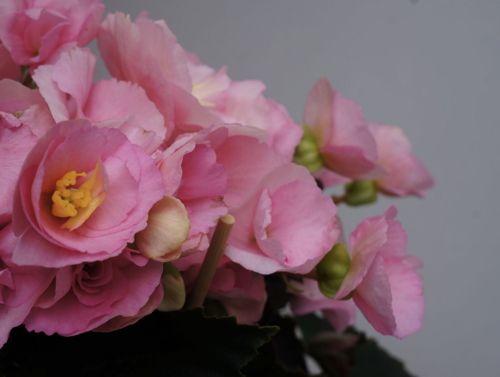 Sony Alpha NEX-5N + Sony E 18-55mm F3.5-5.6 OSS sample photo. Begonia x tuberhybrida, houseplant photography