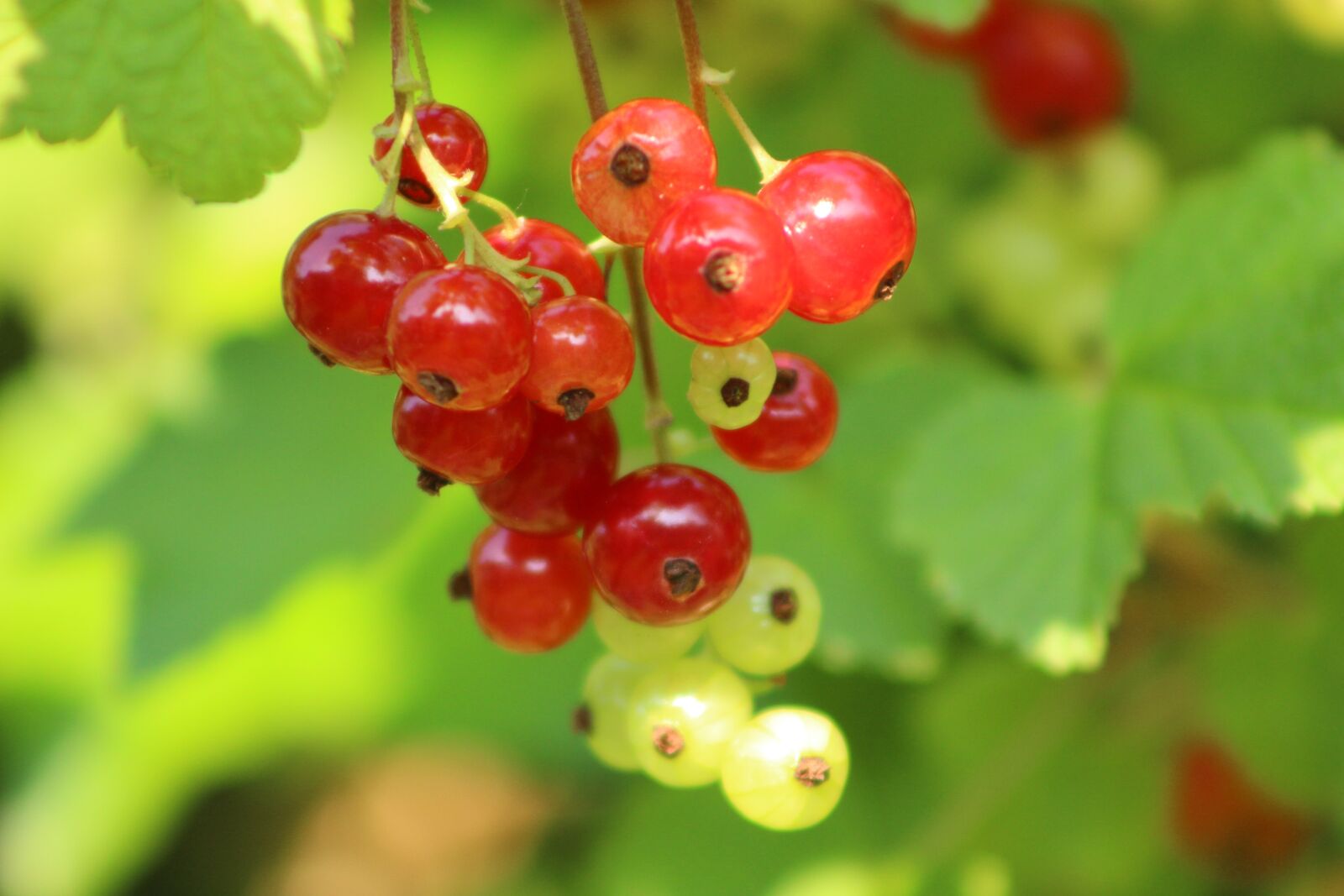 Canon EOS 700D (EOS Rebel T5i / EOS Kiss X7i) sample photo. Green, fruit, berry photography