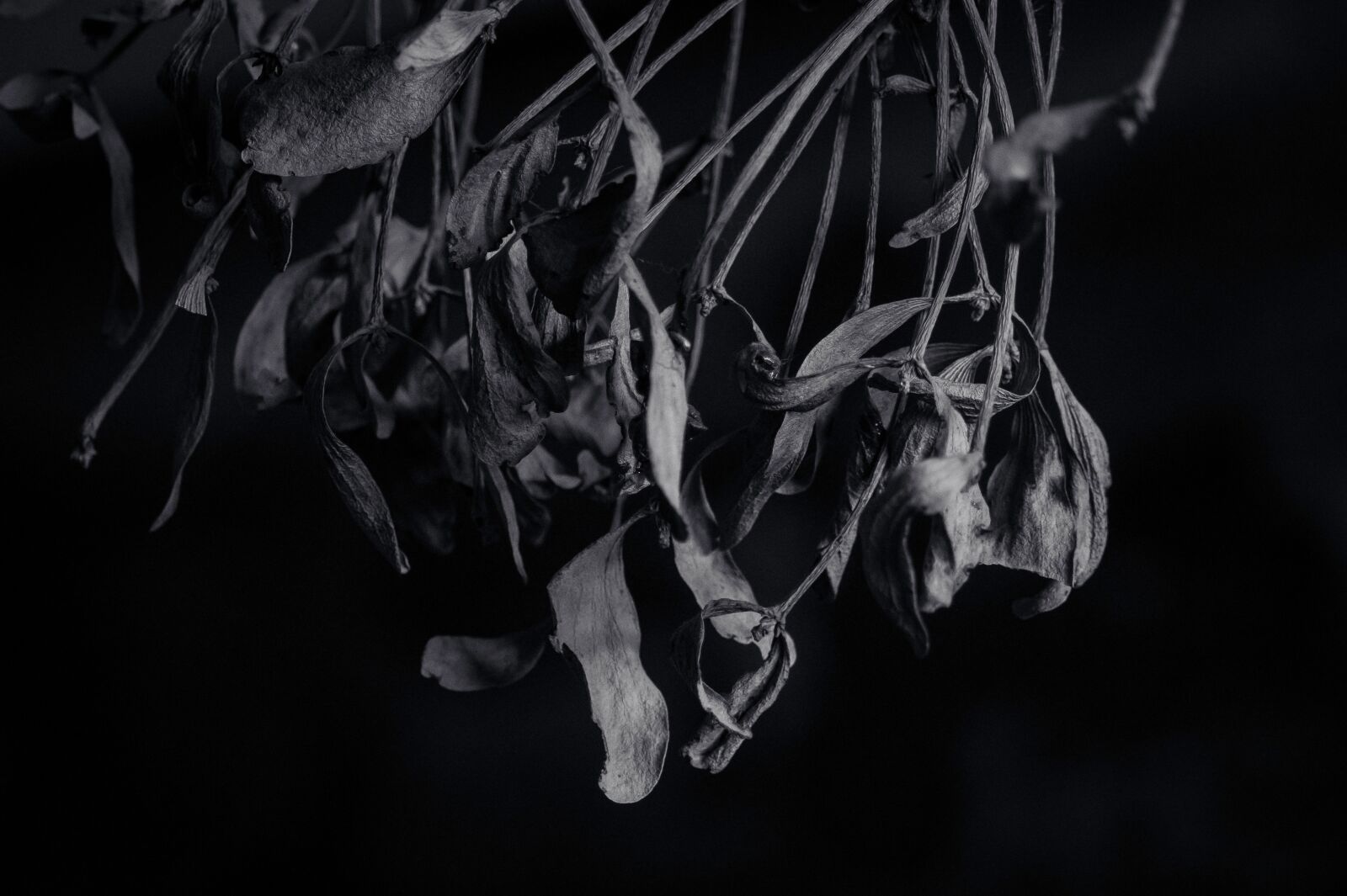 Sony SLT-A58 sample photo. Black and white, branch photography