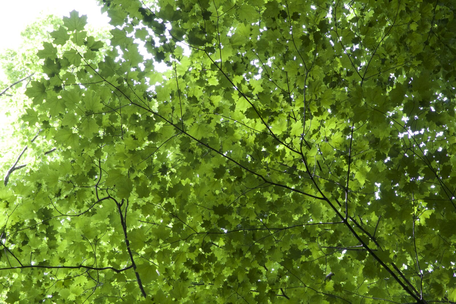 Canon EOS 6D sample photo. Leaves photography