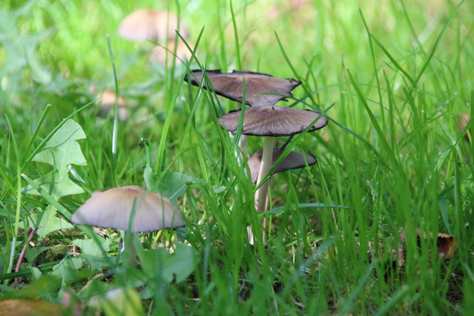 Canon EOS 70D sample photo. Fungus, nature, eukaryotes photography