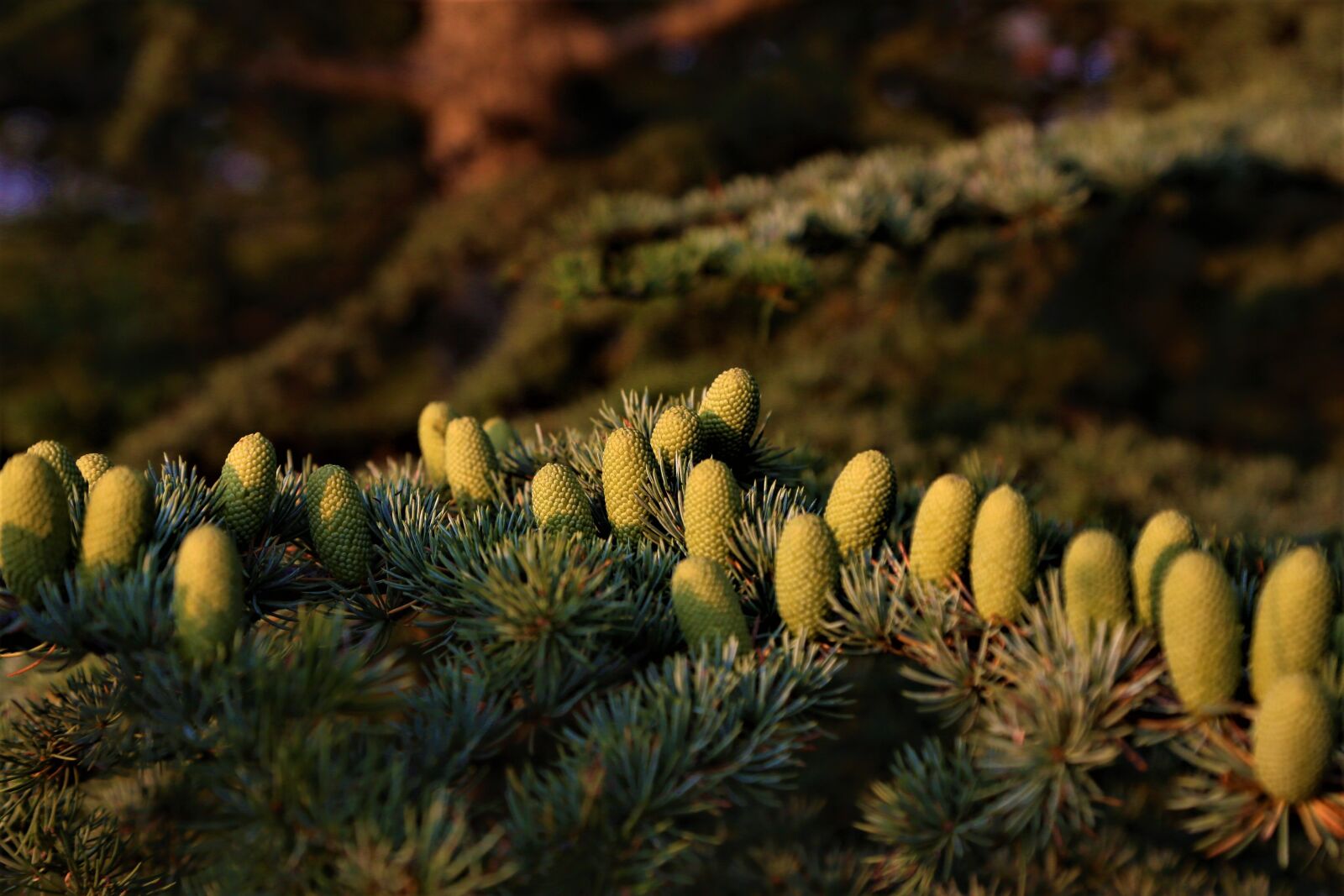 Canon EOS 5D Mark III sample photo. Cocoons, tree, forest photography