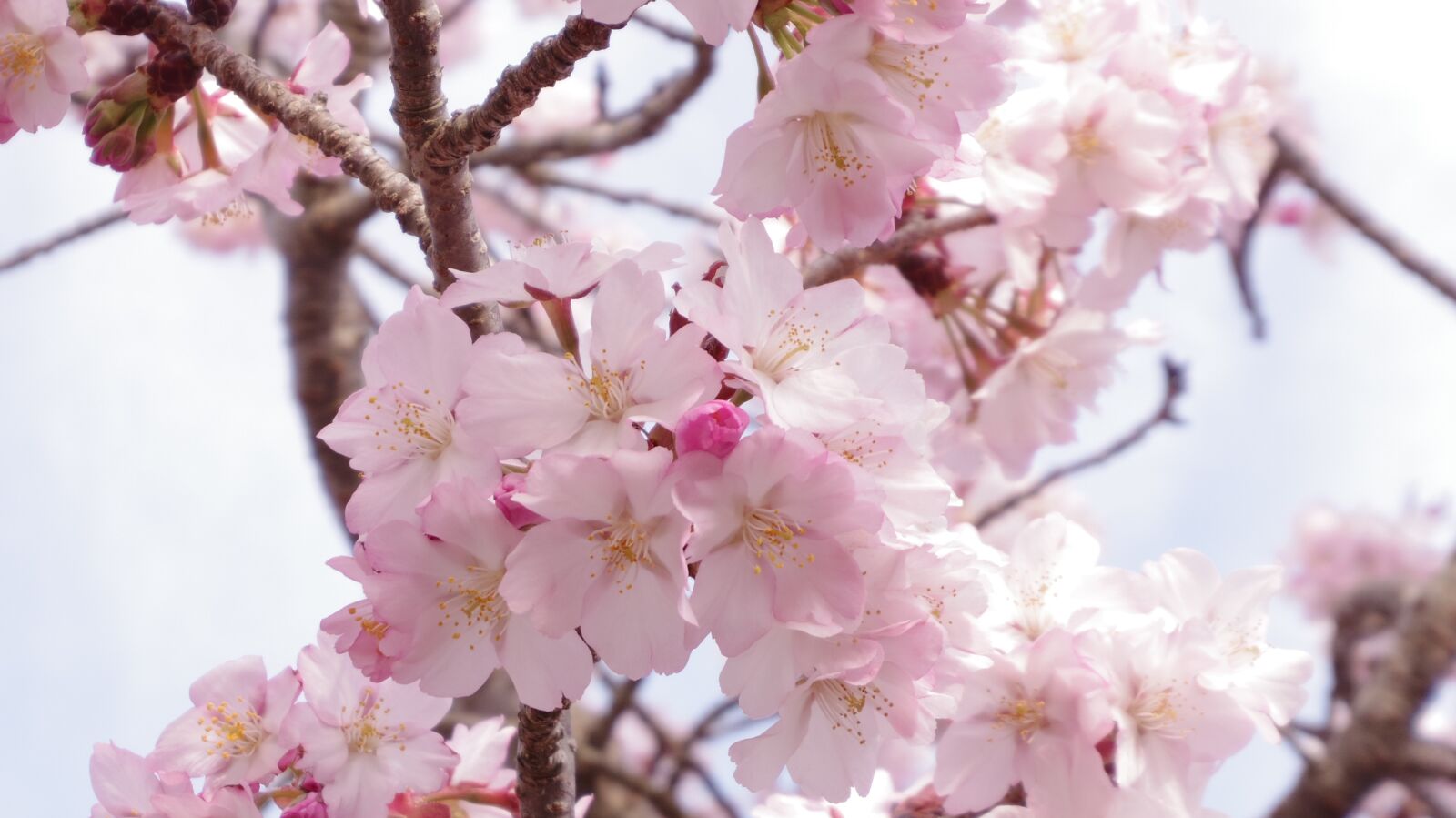 Pentax 02 Standard Zoom sample photo. Cherry, blossoms photography