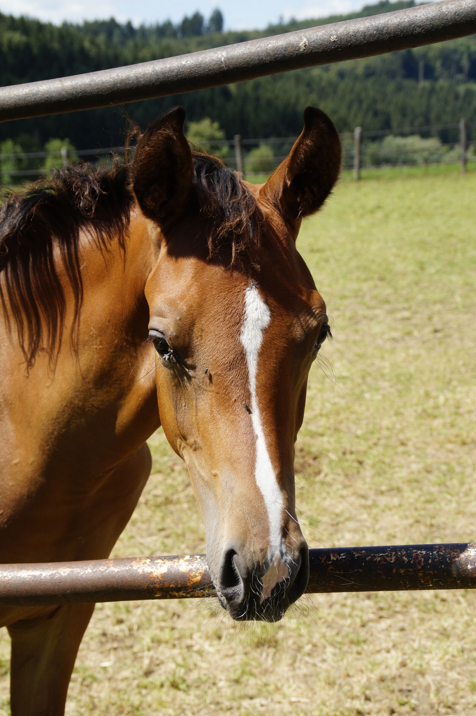 Sony SLT-A58 sample photo. Horse head, horse, pferdeportrait photography