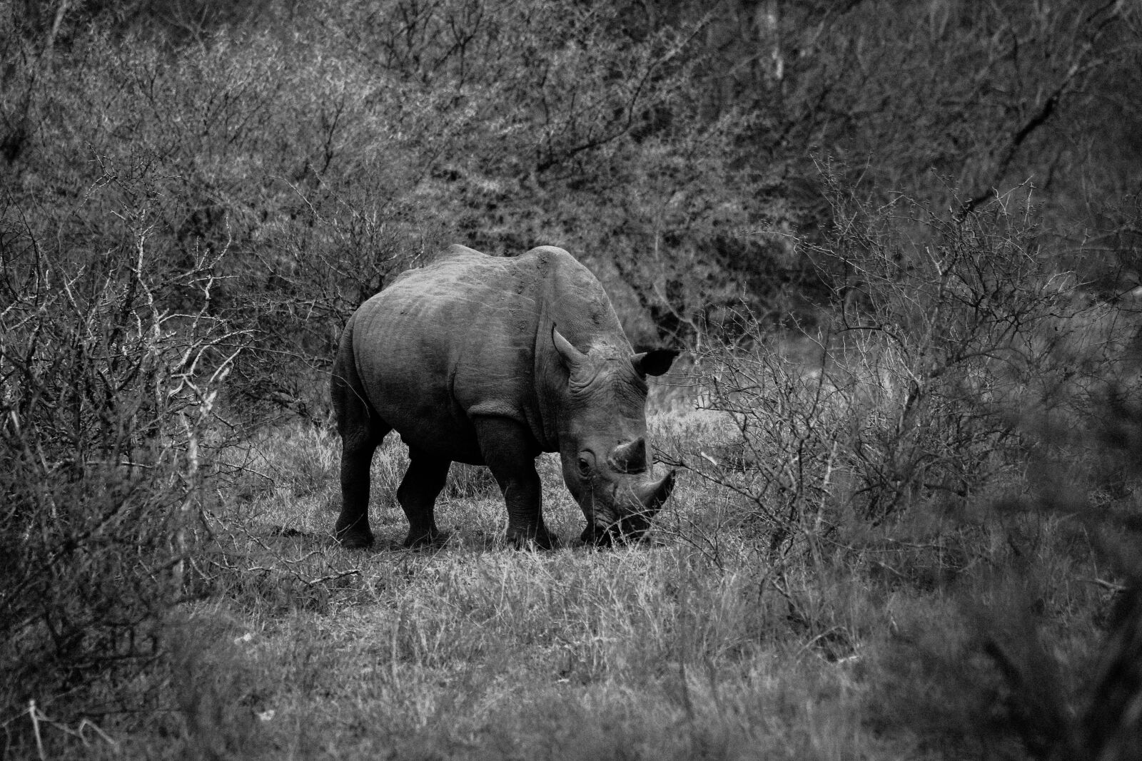 Canon EF 70-200mm F2.8L USM sample photo. Rhinoceros, nature, wildlife photography