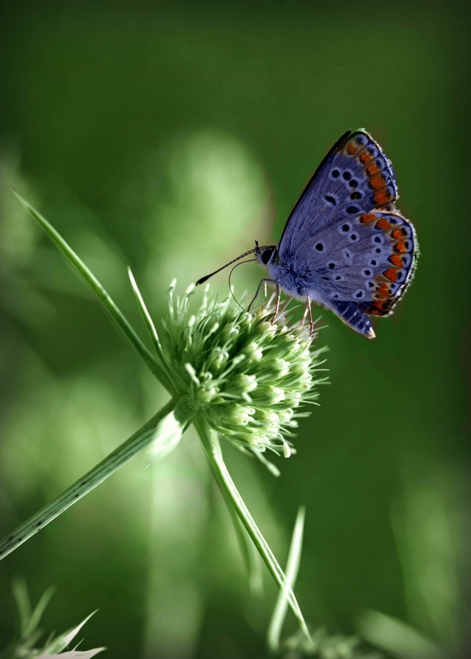 Canon EF-S 60mm F2.8 Macro USM sample photo. Butterfly, blue, wings photography