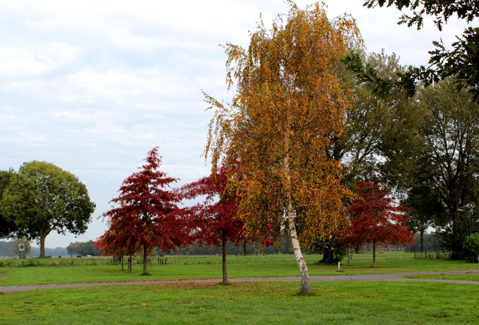 Canon EOS 600D (Rebel EOS T3i / EOS Kiss X5) sample photo. Fall colors, birch, american photography