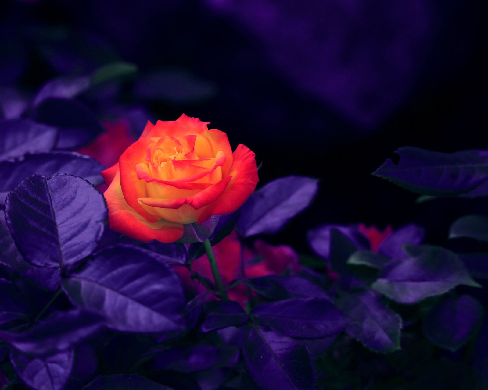 Canon EOS 700D (EOS Rebel T5i / EOS Kiss X7i) sample photo. Purple, dark, rose photography