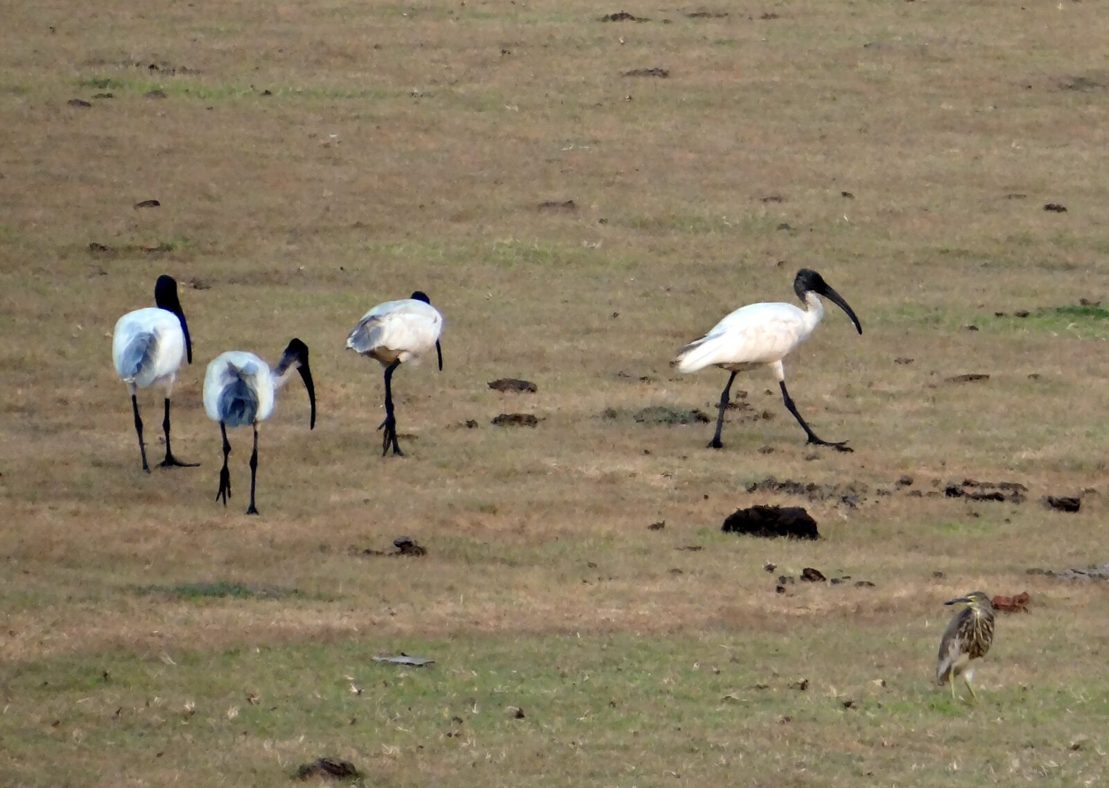 Sony DSC-HX200V sample photo. White ibis, ibis, bird photography