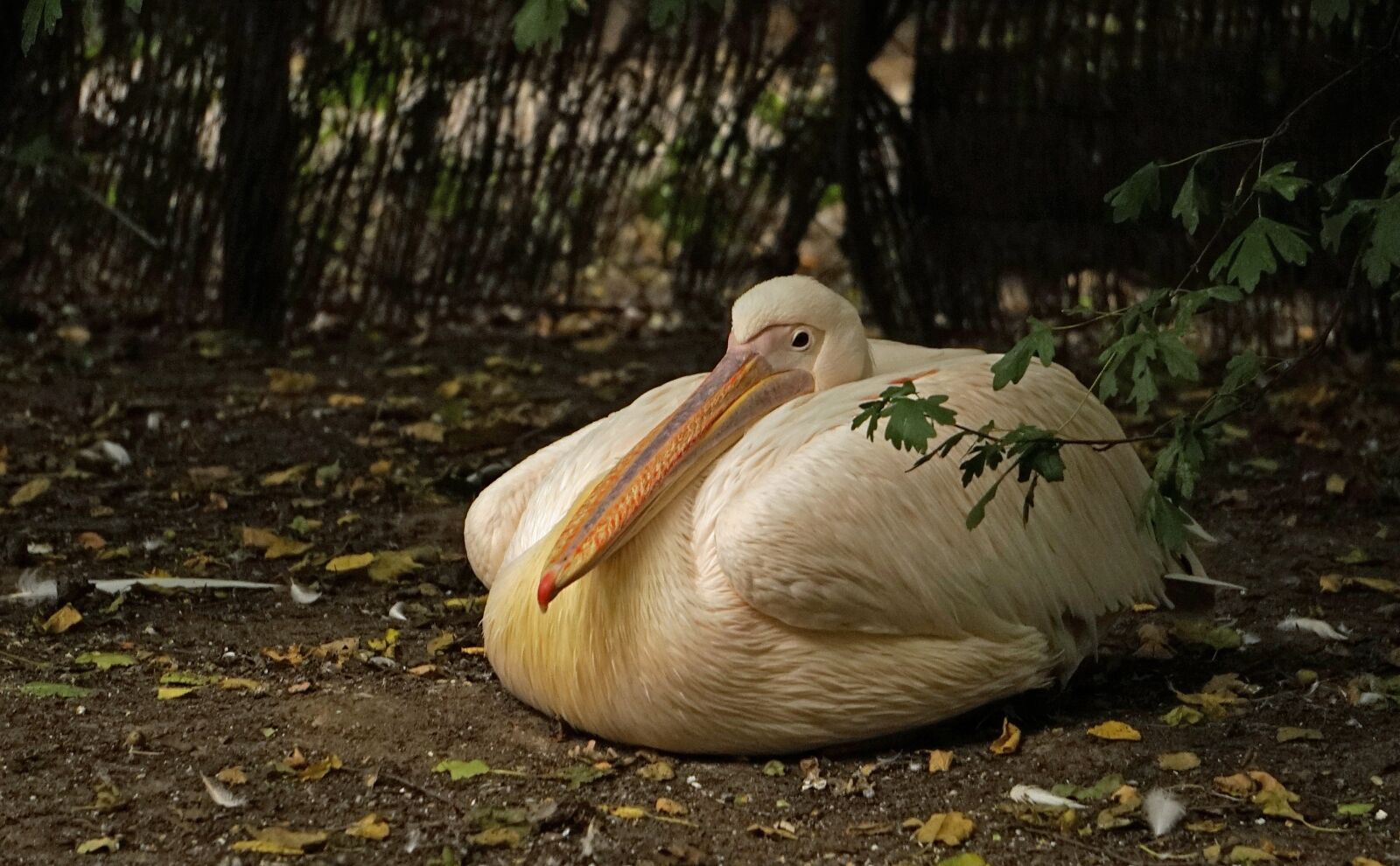 Sony a7 sample photo. Pelikan, rest, bill photography