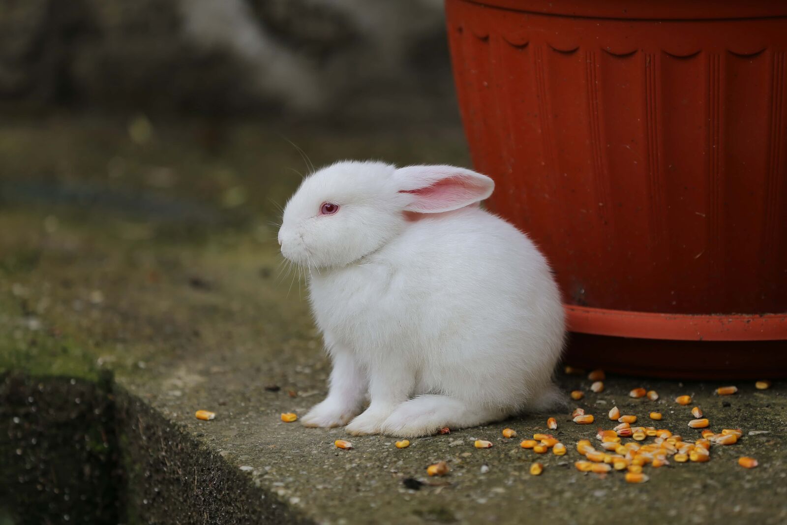Canon EF 70-200mm F2.8L IS II USM sample photo. White, albino, bunny, pet photography