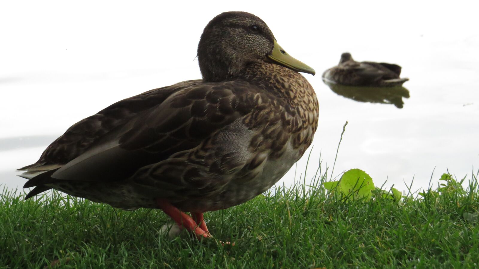 Canon PowerShot SX50 HS sample photo. Bird, nature, animal photography