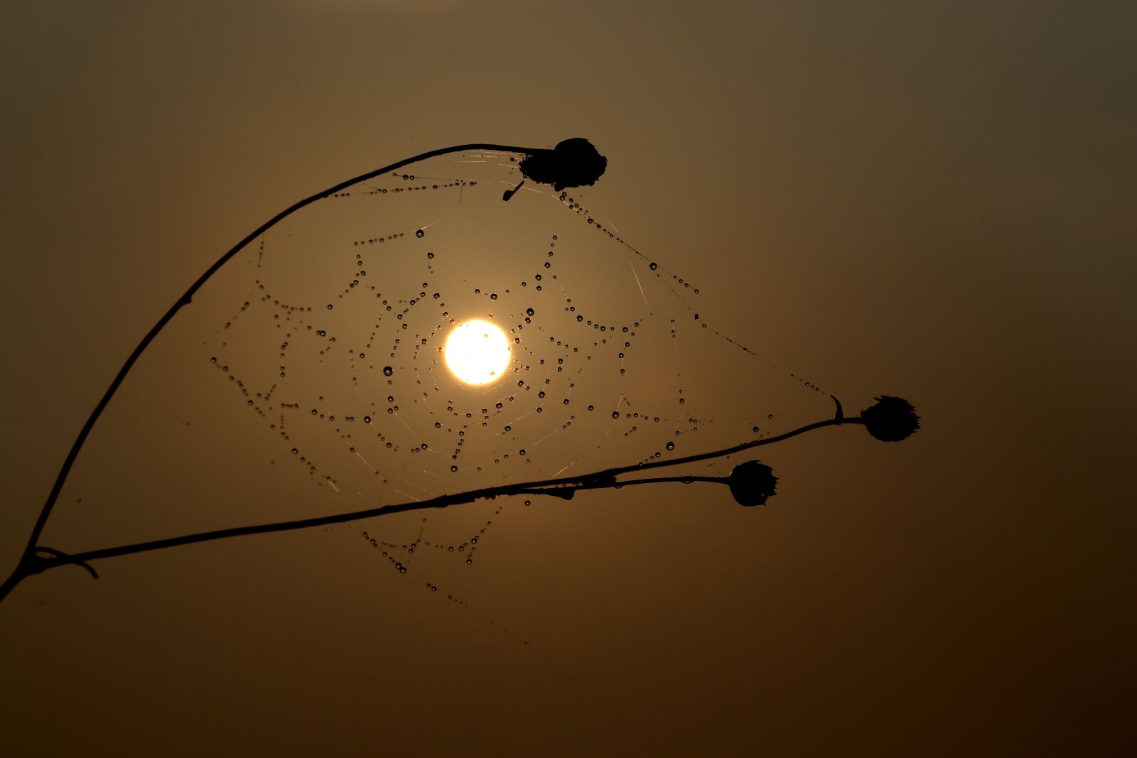 Canon EF-S 60mm F2.8 Macro USM sample photo. Sunrise, spider web, drops photography