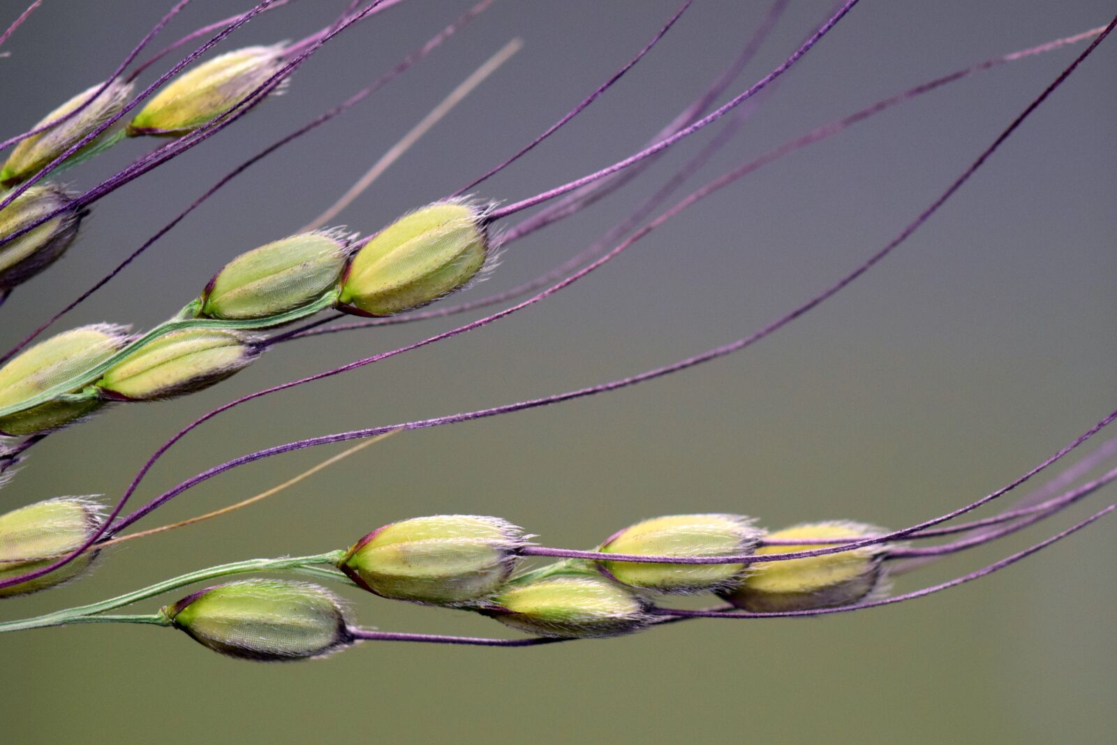 Nikon D3300 sample photo. Rice, rice grains, rice photography