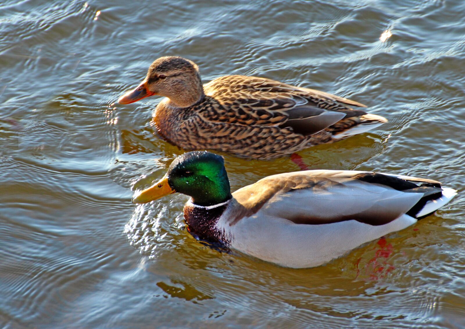 Canon EOS 600D (Rebel EOS T3i / EOS Kiss X5) sample photo. Nature, winter, birds photography