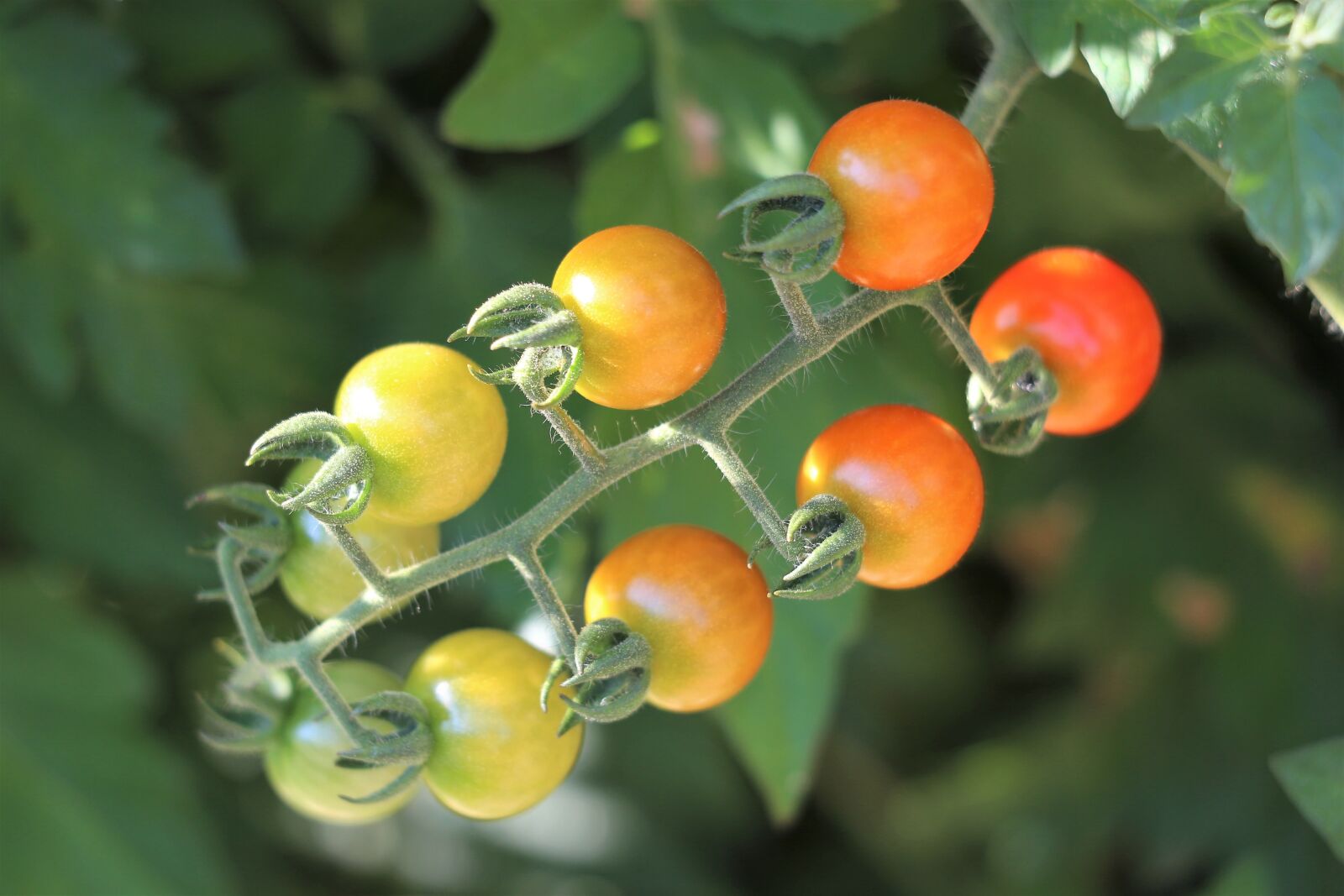 Canon EF 70-300 F4-5.6 IS II USM sample photo. Little cherry tomato, vegetables photography