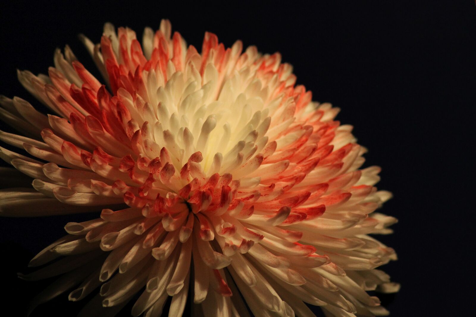 Canon EOS 1100D (EOS Rebel T3 / EOS Kiss X50) sample photo. Chrysanthemum, blossom, bloom photography