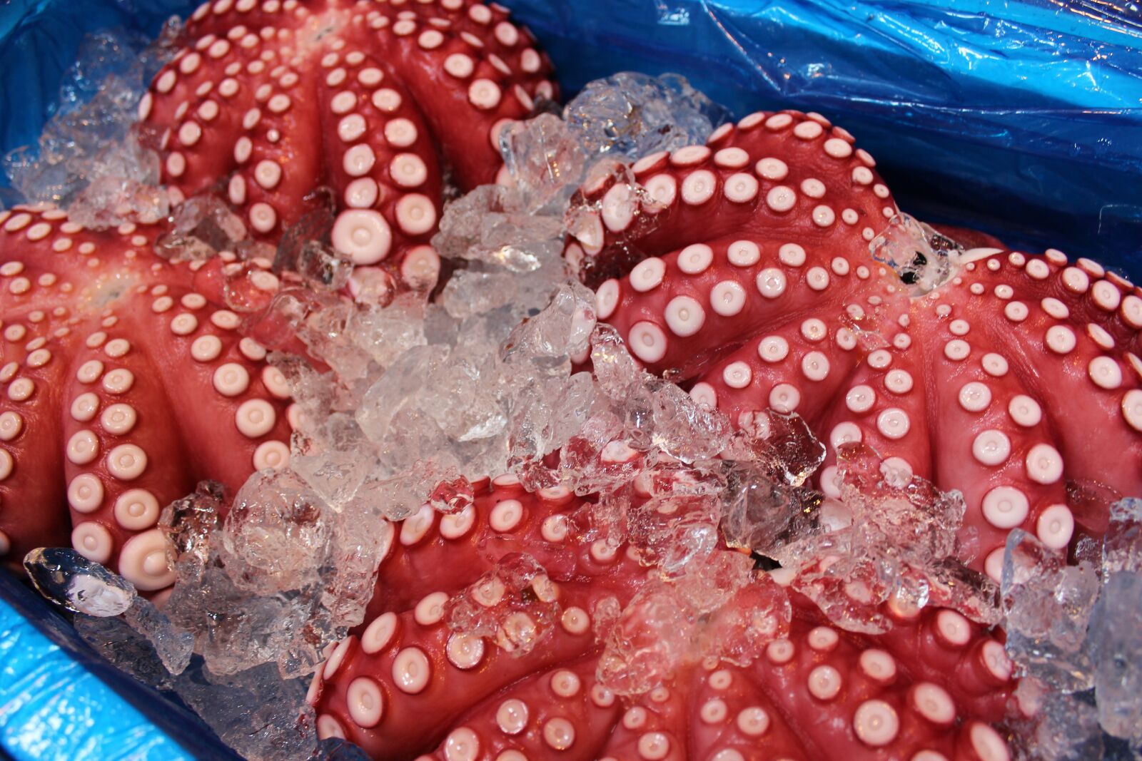 Canon EOS 1200D (EOS Rebel T5 / EOS Kiss X70 / EOS Hi) sample photo. Octopus, tsukiji market, fish photography