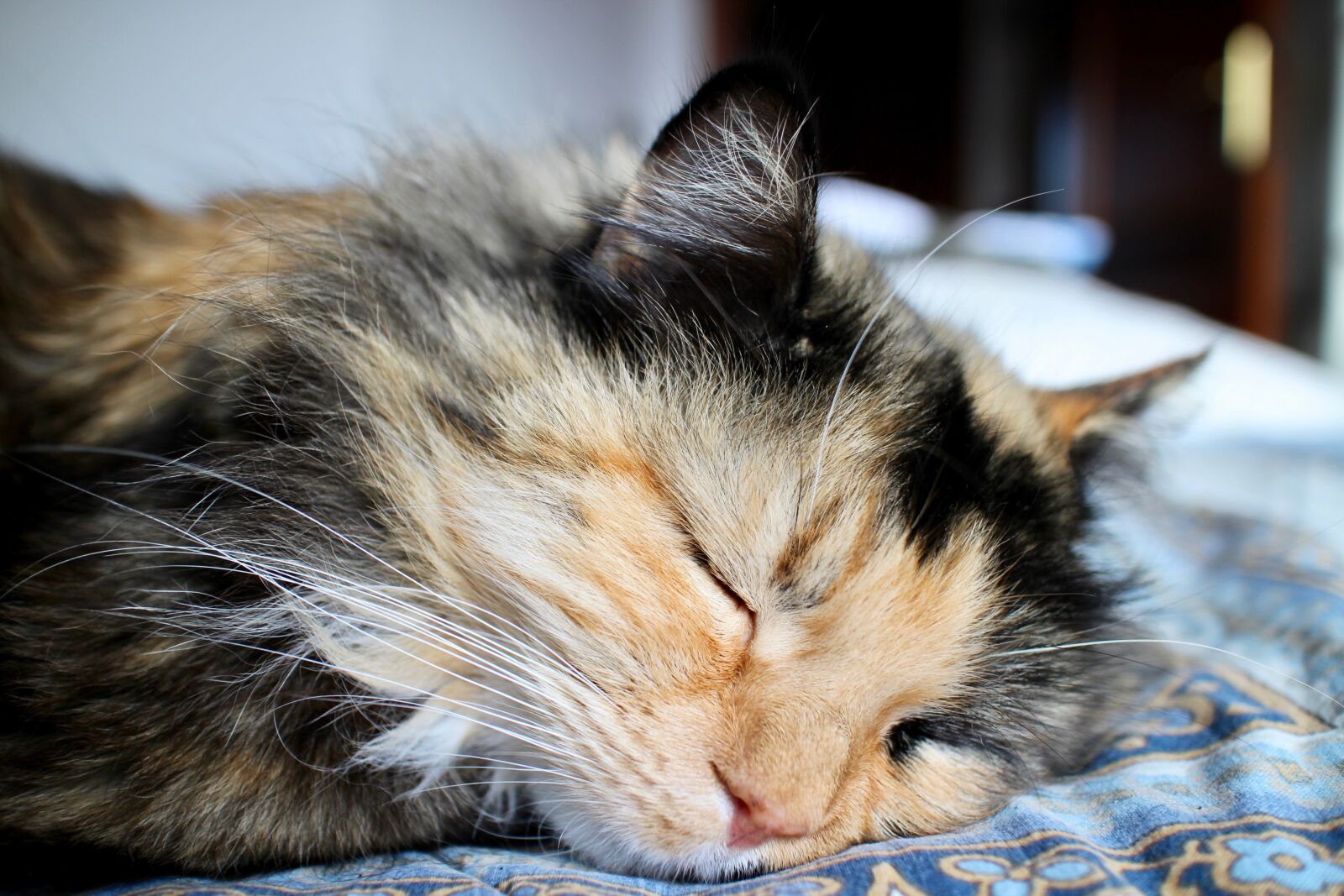 Canon EOS M sample photo. Cat, nap, feline photography