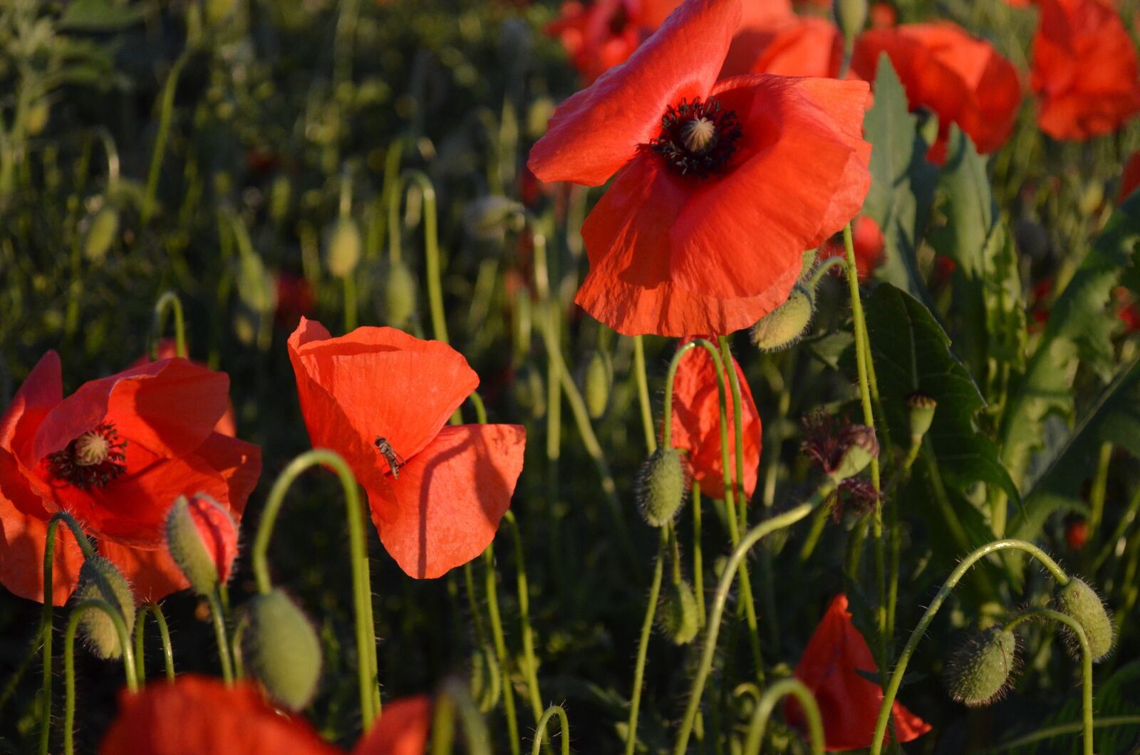 Nikon D5100 sample photo. Poppy, poppies, klatschmohn photography