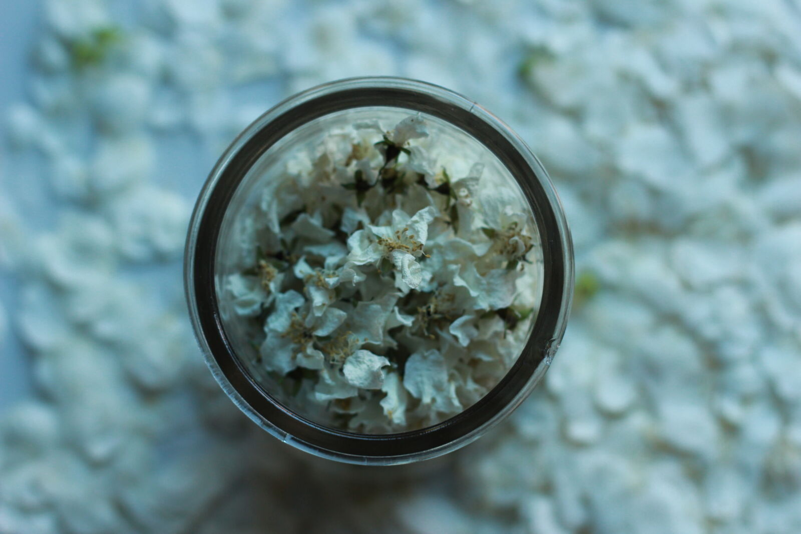 Canon EF 50mm F1.8 II sample photo. Beautiful, flowers, jasmine, tea photography