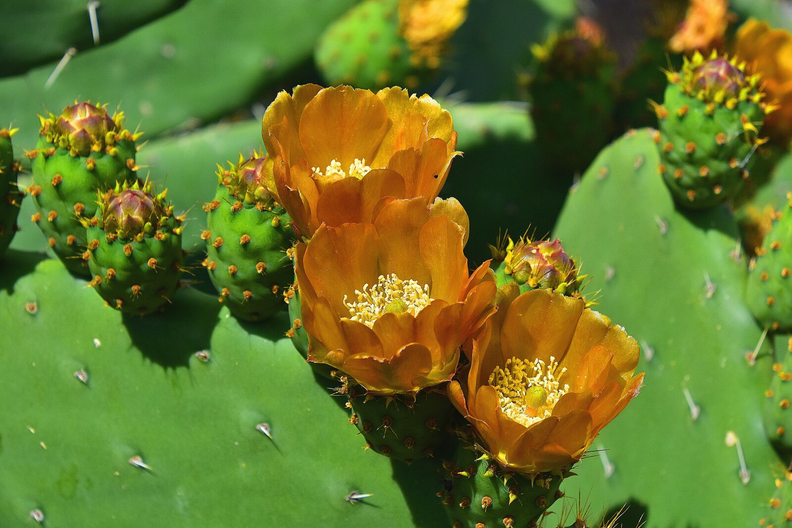 Nikon D7200 sample photo. Flower, garden, flowers photography