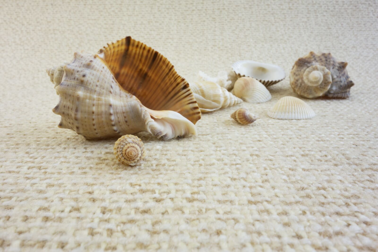 Sony Cyber-shot DSC-RX100 sample photo. Sink, shell, sea photography