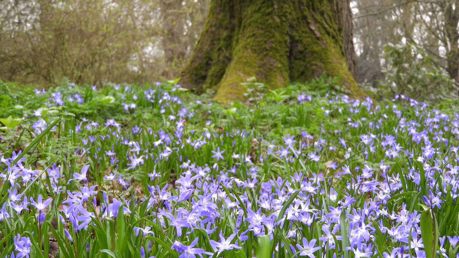 Nikon Coolpix P610 sample photo. Scilla luciliae, chionodoxa luciliae photography