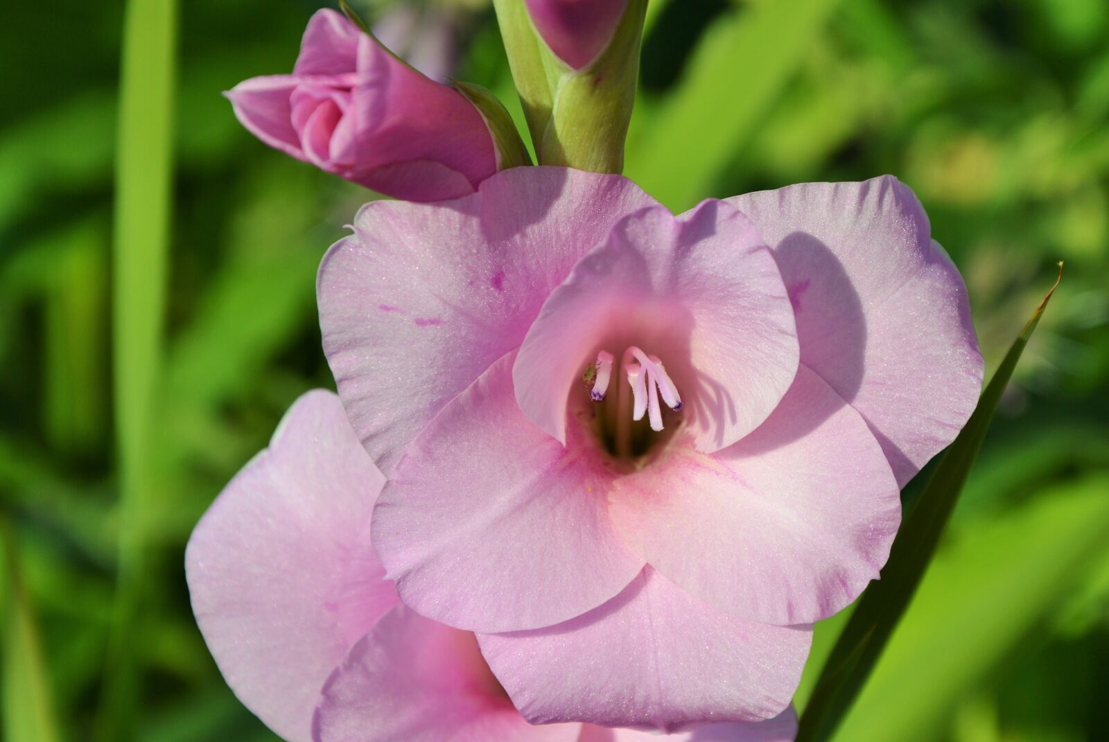 Nikon D3200 sample photo. Gladiolus, gladidus, butterfly greenhouse photography