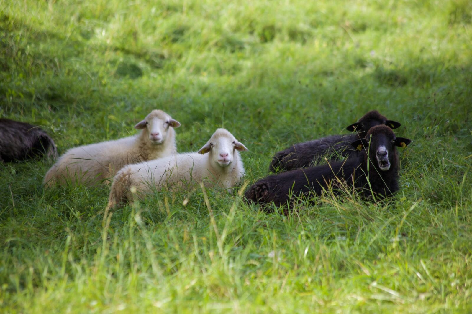 Canon EOS 5D Mark II + Canon EF 70-300mm F4-5.6 IS USM sample photo. Black sheep, white sheep photography