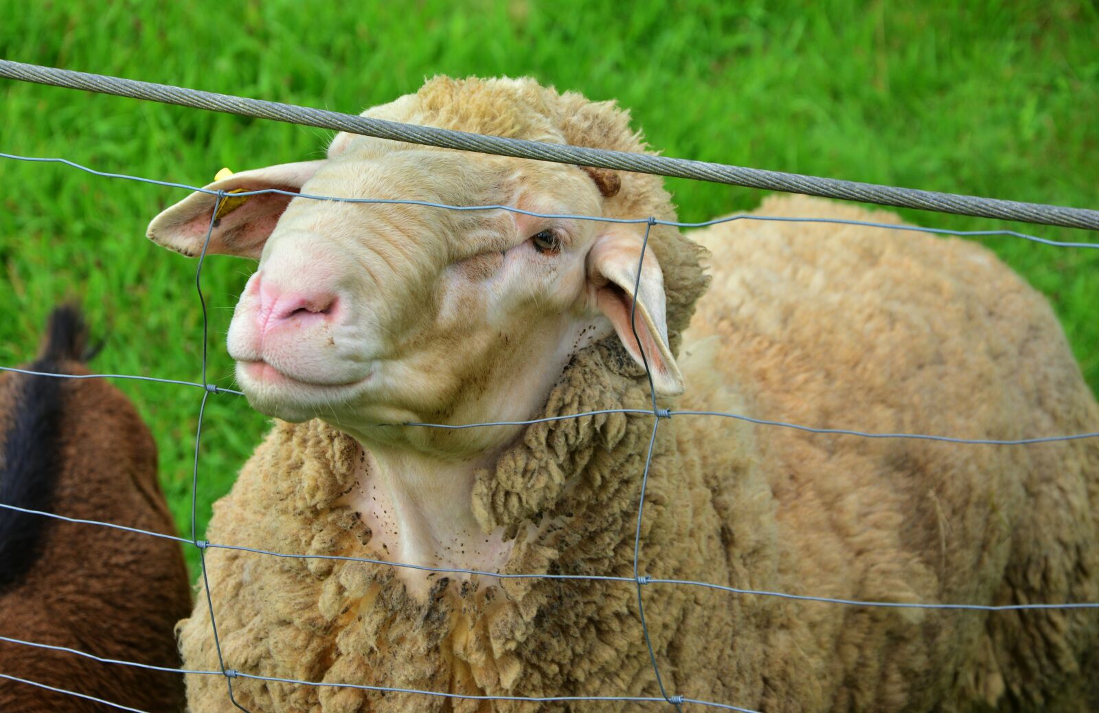 Nikon D5200 sample photo. Sheep, farm, livestock photography