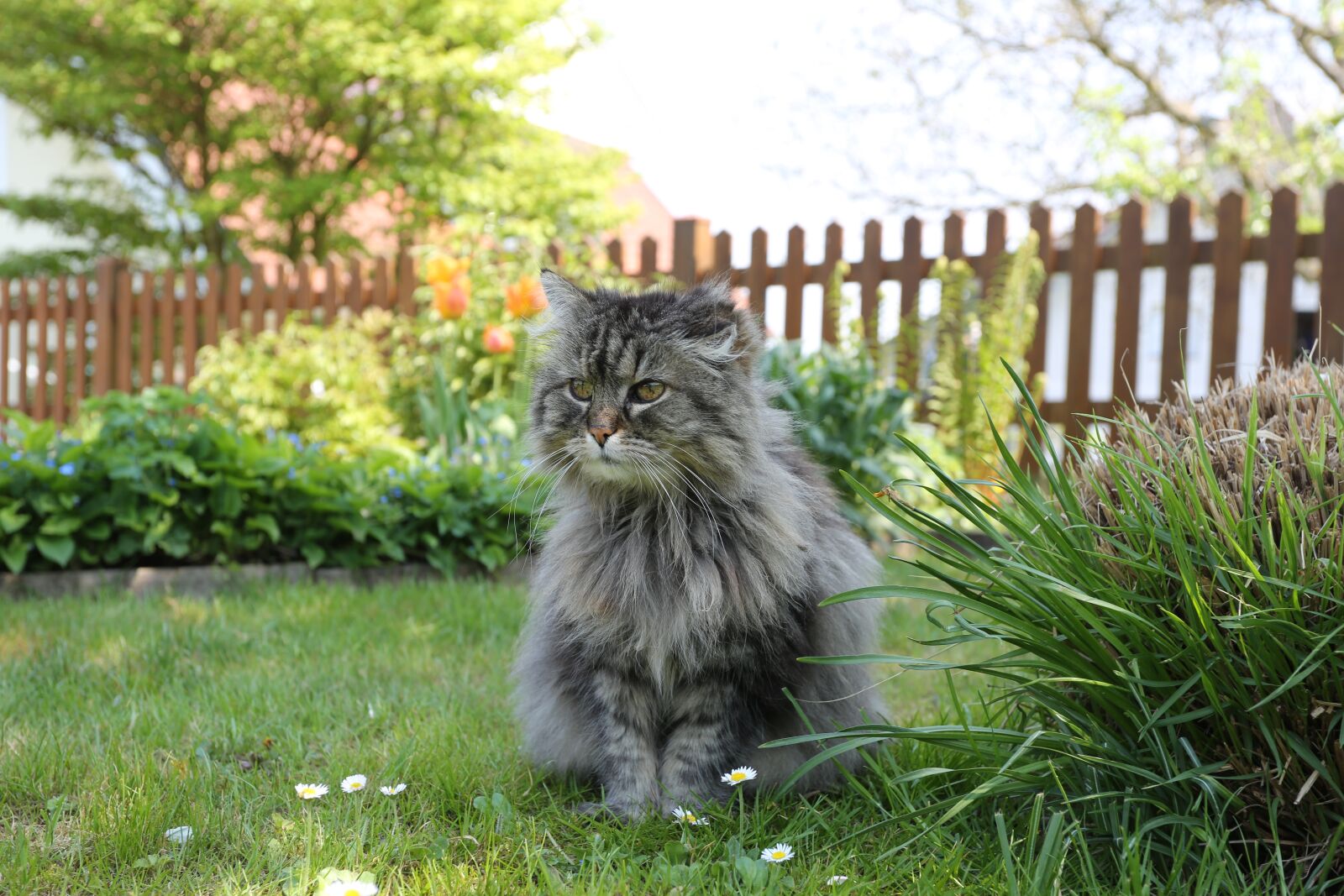 Canon EF 17-40mm F4L USM sample photo. Nature, lawn, outdoors photography