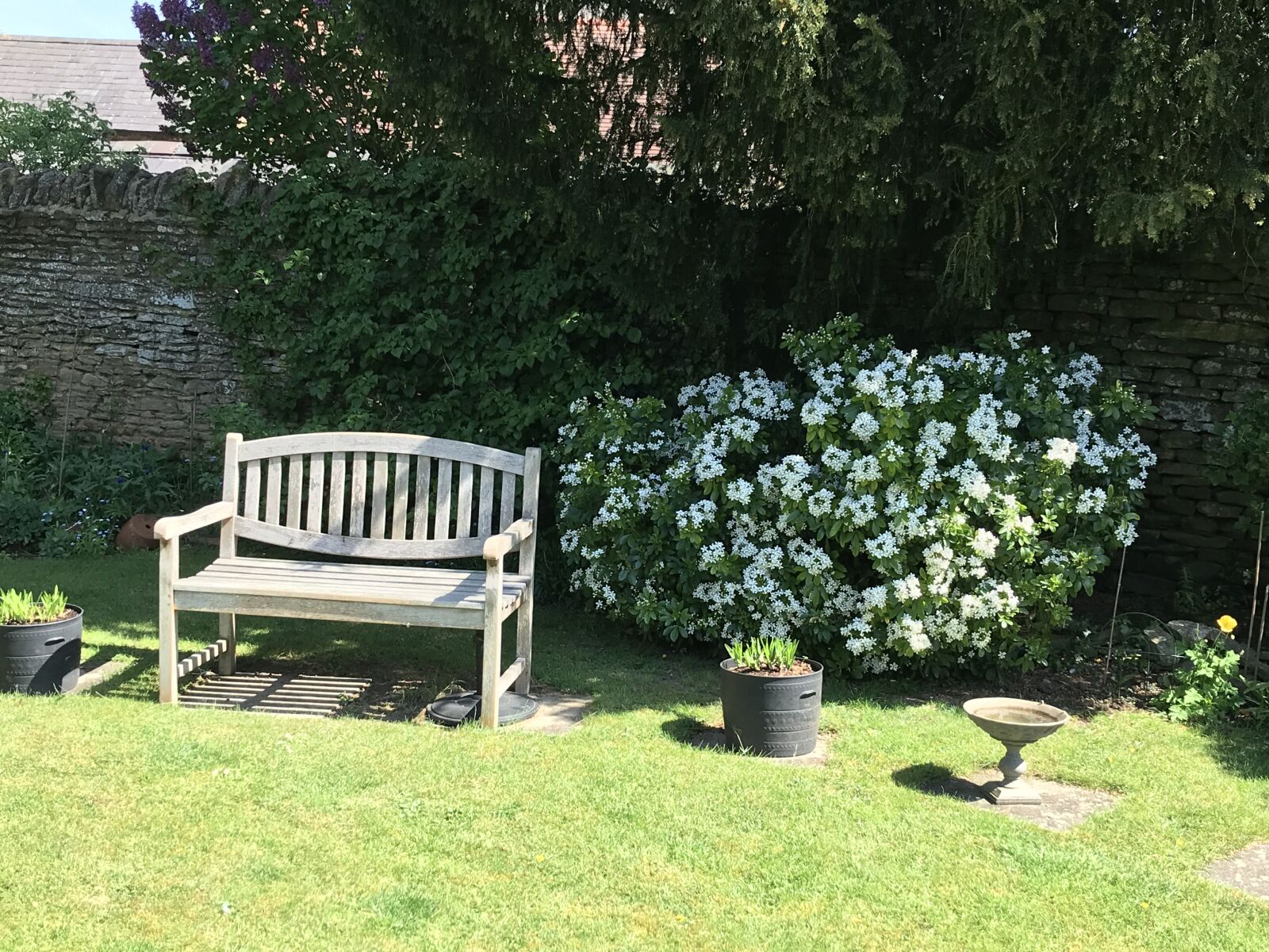 iPhone 7 back camera 3.99mm f/1.8 sample photo. English, country, garden photography