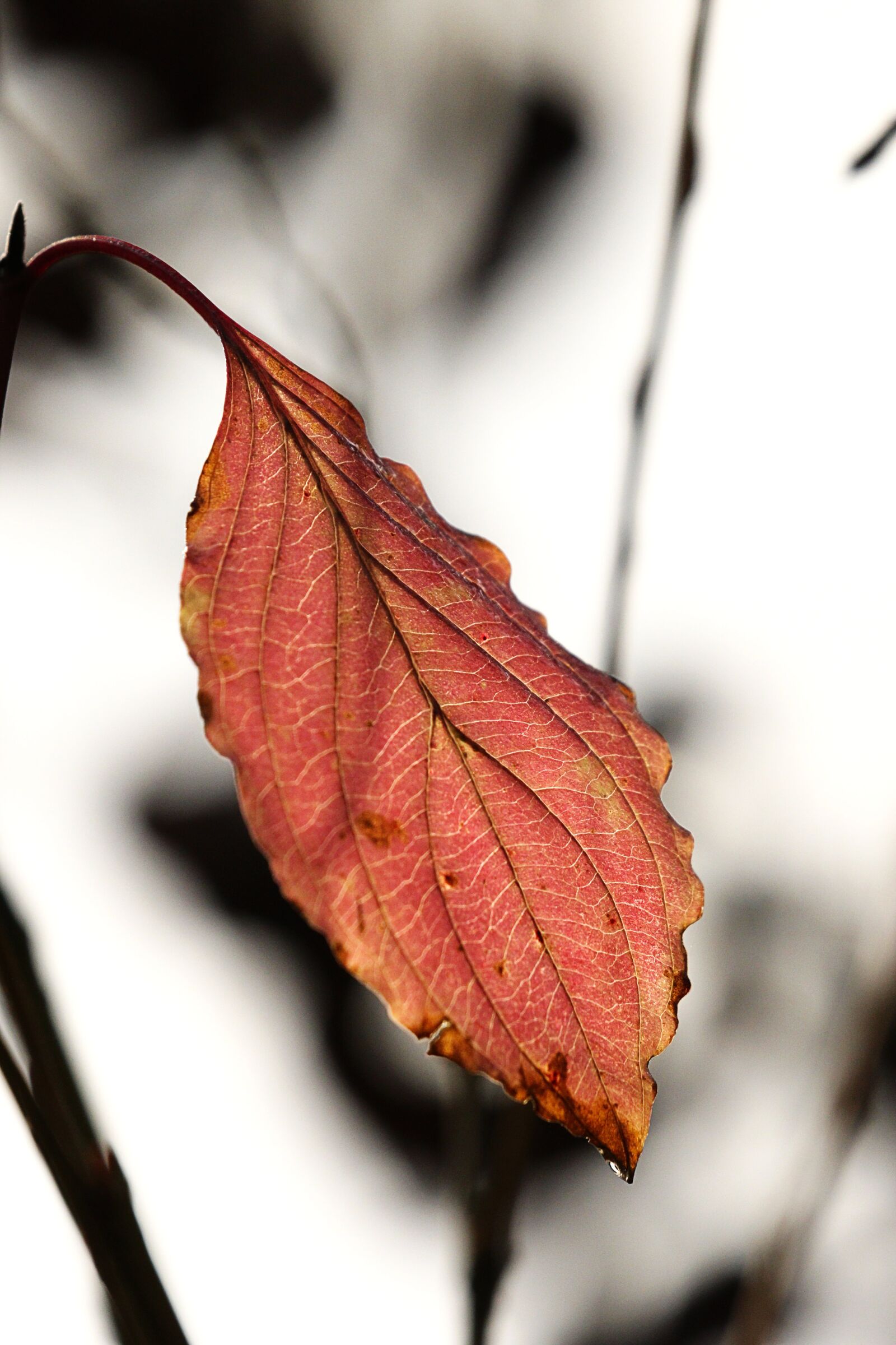 Canon EOS 7D Mark II sample photo. Autumn, color, leaf photography