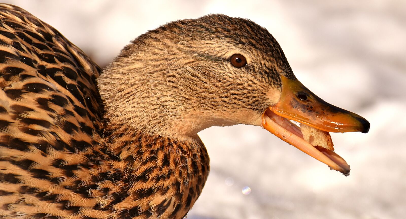 Nikon D7200 sample photo. Duck, mallard, eat photography
