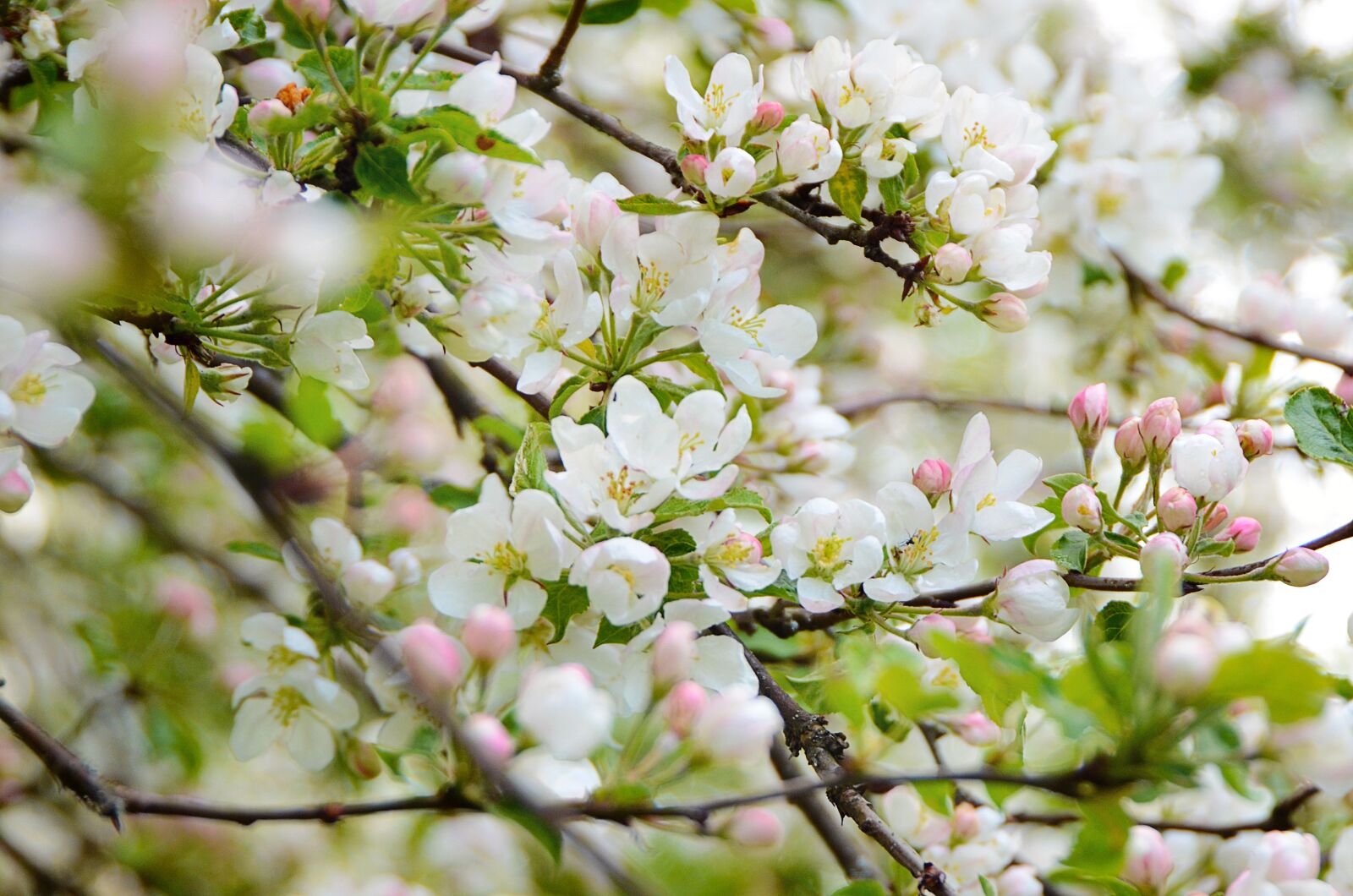 Nikon D7000 sample photo. Bloom, spring, tenderness photography