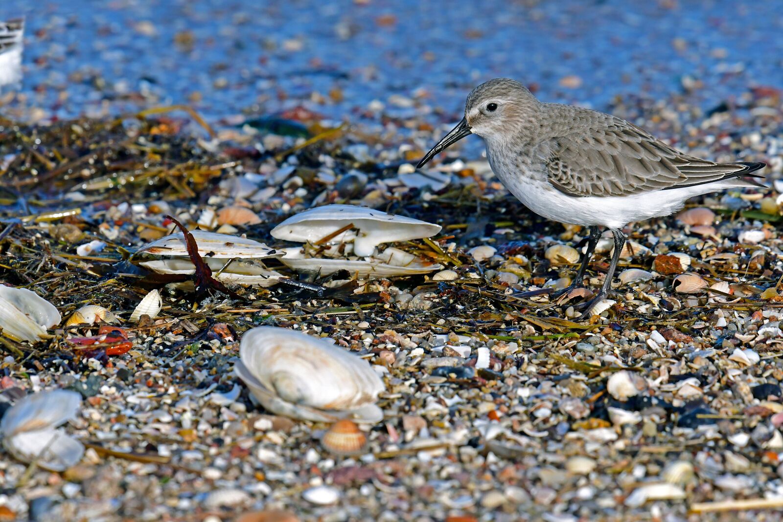 Nikon D500 sample photo. Dunlin, limicoline, north sea photography