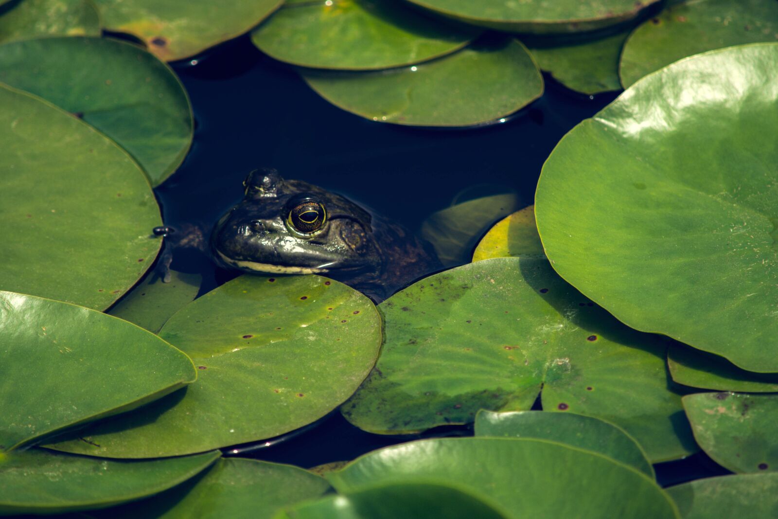 Nikon D5200 sample photo. Frog, green, leaf, water photography