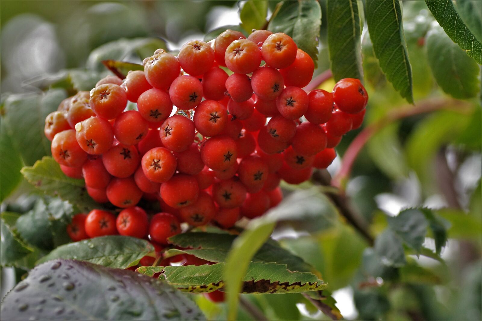 Sony SLT-A58 sample photo. Rowan, fruits, red photography