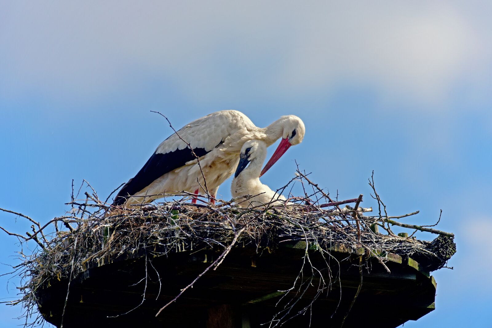 Nikon D750 sample photo. White stork, stork chicks photography