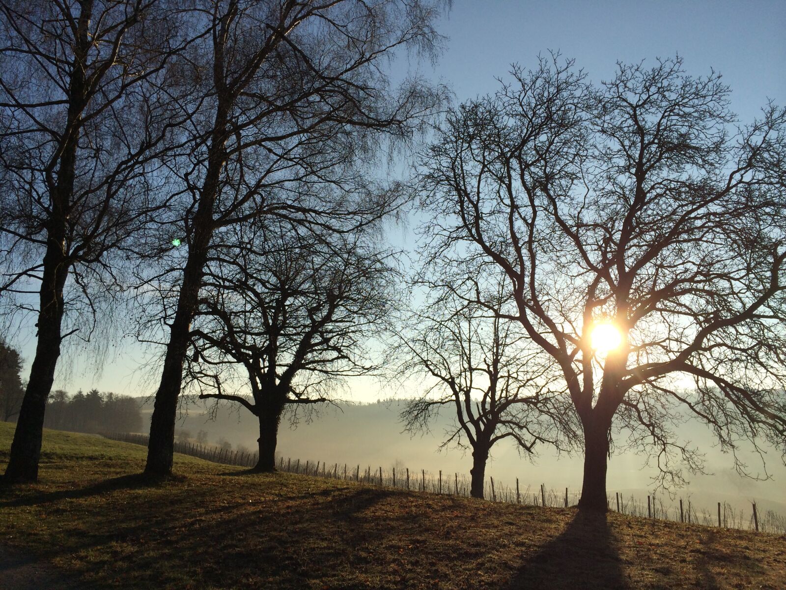 iPhone 5s back camera 4.12mm f/2.2 sample photo. Trees, meadow, nature photography