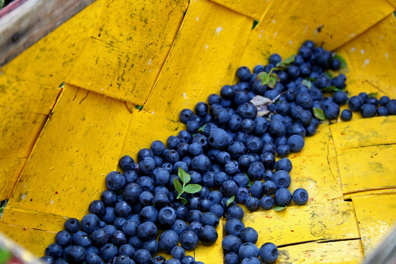 Canon EOS 400D (EOS Digital Rebel XTi / EOS Kiss Digital X) sample photo. Blueberry, basket, forest photography