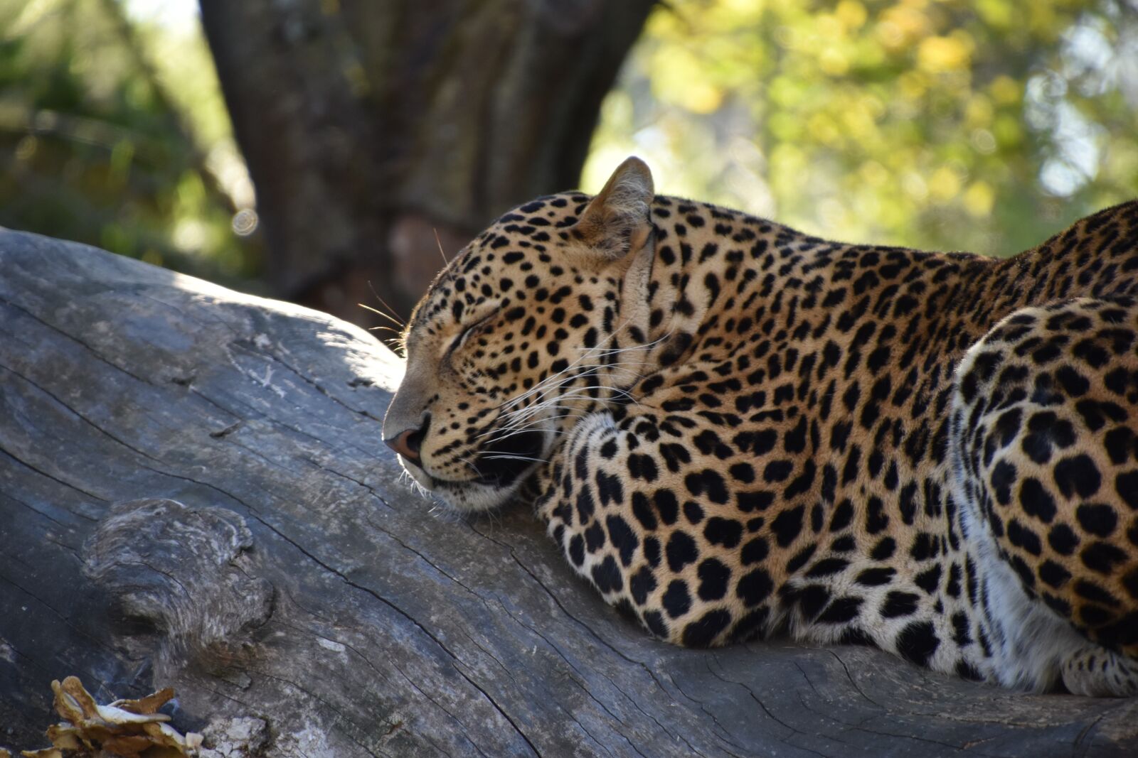 Nikon D5600 sample photo. Leopard, nature, close up photography
