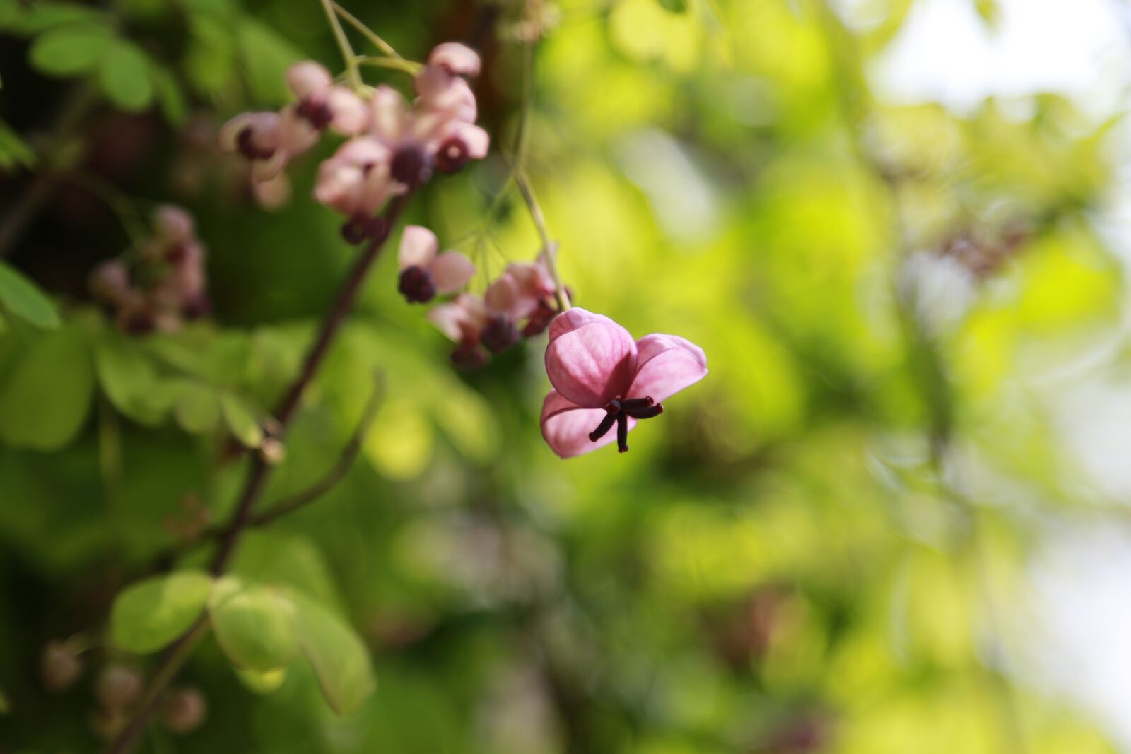 Canon EOS 6D + Canon EF 24-105mm F4L IS USM sample photo. Flowers, wildflower, plants photography