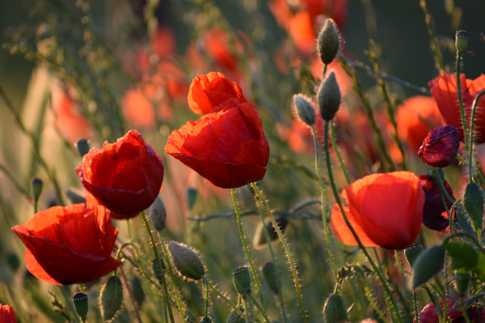 Nikon D3300 sample photo. Red poppys, blooming, evening photography