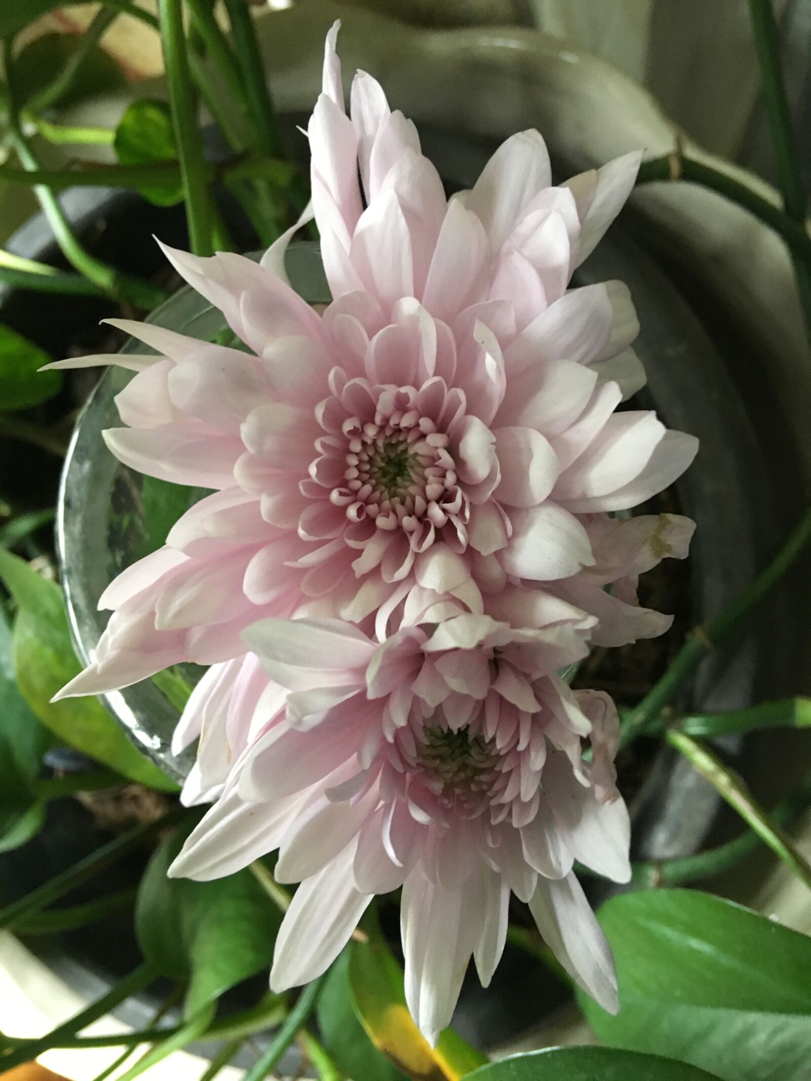 Apple iPhone 6s Plus sample photo. Chrysanthemum, pink flowers, garden photography