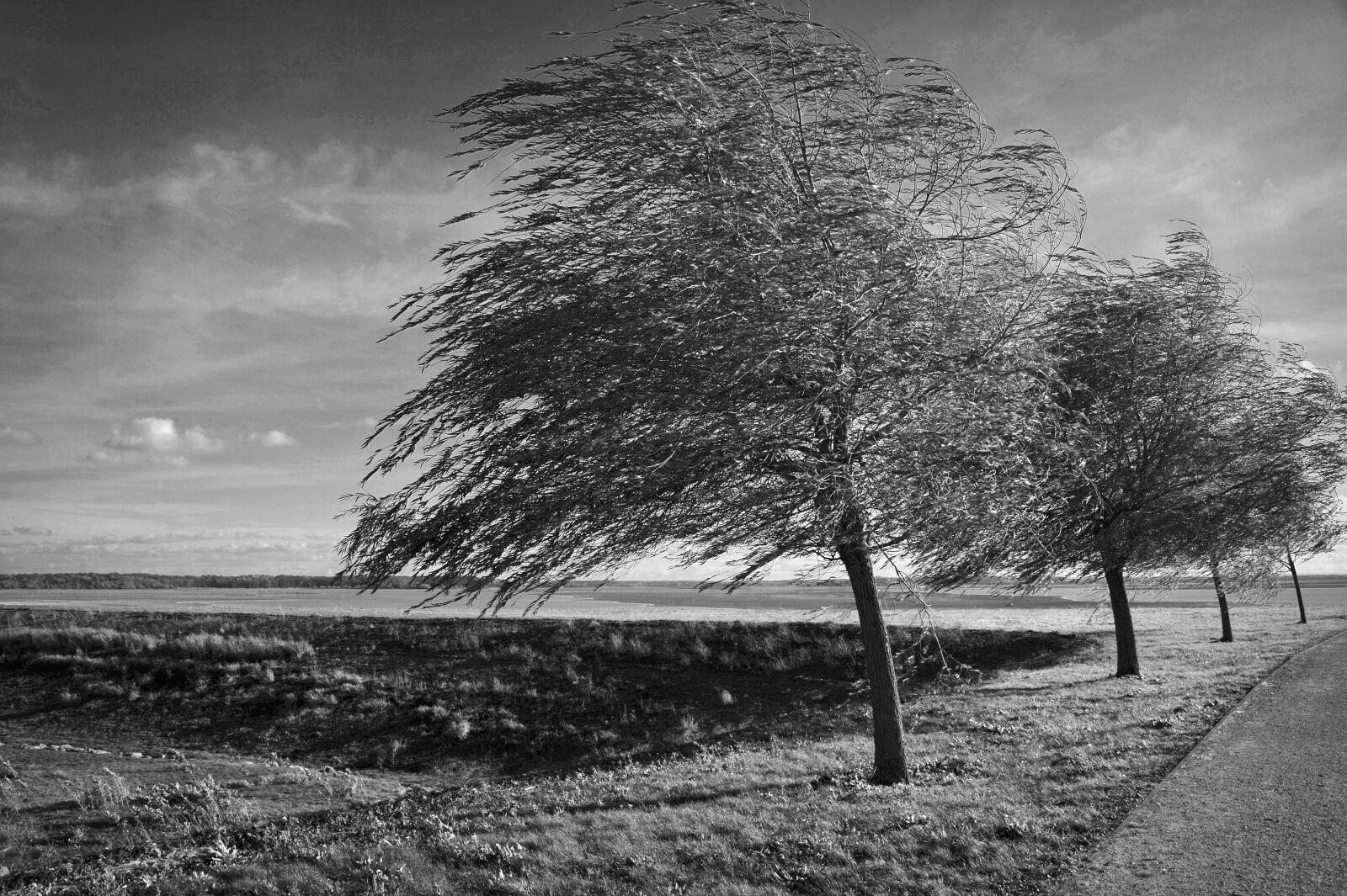 Nikon D700 sample photo. Trees, wind, black and photography